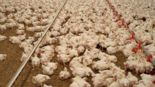 77% of the firms surveyed for the Index do not measure their GHG emissions. Image: PETA